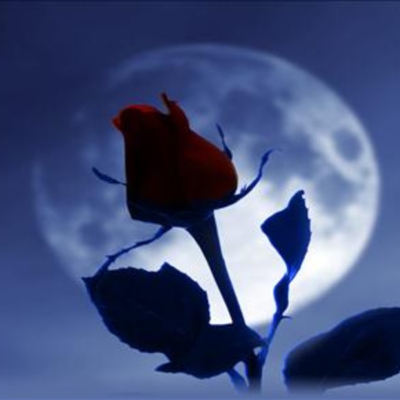 wishing4roses